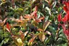 Photinia fraseri 'Camilvy' - Glanzmispel, 40-60 cm - In pot Productafbeelding-voorbeeld 2