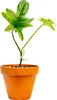 Gardners Philodendron Pedatum, průměr 9 cm - SLOW PLANT Náhled obrázku produktu 1