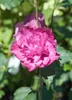 Hibiscus syriacus 'Purple Ruffles', Gartenhibiskus, lila, Produktbild-Vorschau 2