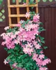 Clematis Hybrid 'Comtesse de Bouchaud', rosa Blüten, 40–60 Produktbild-Vorschau 11