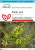 SAFLAX Dárková sada - sladký jetel - Melilotus officinalis Náhled obrázku produktu 1
