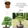 Bonsai Starter Kit Anzuchtset inkl. GRATIS eBook - Produktbild-Vorschau 4