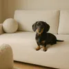 Schlafsofa GLORI 206x87 cm mit Schlaffunktion und Produktbild-Vorschau 4