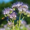 (9,25€/kg) Phacelia 2 kg Gründüngung Stilllegung Produktbild-Vorschau 3