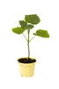 Paulownia Probierpaket - 4 verschiedene Paulownia zum Produktbild-Vorschau 1