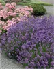 Stauden Gänge 100 x Lavandula angustifolia 'Munstead' -  Produktbild-Vorschau 1