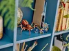 76434 - LEGO Harry Potter - Aragog v Zakázaném lese™ Náhled obrázku produktu 10