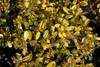 Ilex crenata 'Golden Gem', Japanische Stechpalme, goldgelb, Produktbild-Vorschau 4