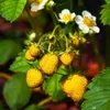 Sada 3 žltých jahôd – Fragaria vesca „Yellow Wonder“ – Náhľad obrázku produktu 1