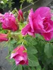 Parkrose Hansa® -  Rosa rugosa Hansa® - violettrot - Produktbild-Vorschau 2