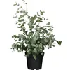 2 Stück Eukalyptus Gunnii - Frostharter und duftender Produktbild-Vorschau 2