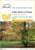 SAFLAX  - Falso albero di Giuda - 200 semi - Cercidiphyllum Anteprima dell’immagine prodotto 1