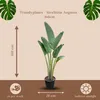 Trendyplants - Strelitzia Augusta - Paradiesvogelblume - Produktbild-Vorschau 4