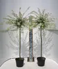 Salix Hakuro Nishiki japanische Harlekin Weide Stamm Produktbild-Vorschau 3
