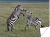 MuchoWow® Poster Spielende Zebras 40x30 cm - Plakate für Produktbild-Vorschau 2