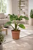 Alocasia Low Rider 60-80 cm – egzotyczna roślina Podgląd zdjęcia produktu 4