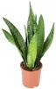 Bogenhanf - pflegeleichte Zimmerpflanze, Sansevieria Produktbild-Vorschau 7