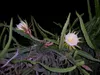Žltá pitahaya (Hylocereus megalanthus)  – 10 semien Náhľad obrázku produktu 5