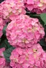Hydrangea macrophylla 'Early® Pink', Hortensie, rosa, 50–60 Produktbild-Vorschau 2