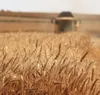 15 kg Semi di Grano Frumento Grano Mangime per Polli DML Anteprima dell’immagine prodotto 4