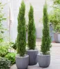 BALDUR Garten 1x Echte Toskana 'Säulen-Zypresse', Pflanze Produktbild-Vorschau 2