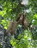 Wurstbaum (Kigelia africana)  - 5 Samen Produktbild-Vorschau 3