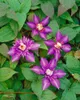 Clematis Hybride 'Multi Blue', Clematis, blau, 80–100 cm Produktbild-Vorschau 9