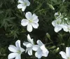 Stauden Gänge 1 x Geranium sanguim 'Album' - Weißer Blut Produktbild-Vorschau 5