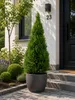 Picea glauca Conica 50 cm Zuckerhutfichte Zwergfichte Produktbild-Vorschau 3