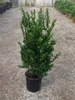 Myrtus communis - mirt pospolity 60-80 cm - pojemnik Podgląd zdjęcia produktu 1