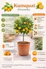 Kumquat Pflanze Fortunella margarita 70–80 cm – Ovale Produktbild-Vorschau 2