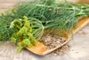 Dill Dillsamen Früh Zum Beizen 5G Produktbild-Vorschau 7
