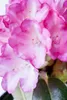 Rhododendron yakushimanum 'Fantastica', rosa-rot, 40–50 cm Produktbild-Vorschau 5