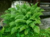 Dryopteris affinis, Goldschuppenfarn, ca. 9x9 cm Topf Produktbild-Vorschau 7