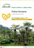 SAFLAX - Palma Konopna - 10 Nasiona - Chamaerops excelsa Podgląd zdjęcia produktu 1