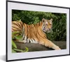 MuchoWow® MuchoWow® Gerahmtes Poster Tiger - Baum - Blätter Produktbild-Vorschau 1