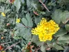 Mahonia Aquifolium - Mahonie 25-30 cm Container - Produktbild-Vorschau 1