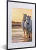 MuchoWow® Gerahmtes Poster Pferde - Wasser - Strand - Tiere Produktbild-Vorschau 1