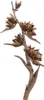 Sororoca Zweig Natur, Länge ca. 150-180cm | Ravenala Produktbild-Vorschau 3