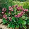 Bergenia cordifolia, Riesensteinbrech, rosa Blüten, ca. Produktbild-Vorschau 7