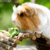 Relaxdays Nagerbrücke Holz, Tunnel für Kleintierkäfig, Produktbild-Vorschau 3