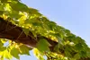 Parthenocissus tricuspidata 'Veitchii', Wilder Wein, 40–60 Produktbild-Vorschau 5