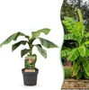 Green boutiQ - Plante fruitière - Musa basjoo - Bananiers - Voir les images du produit 1