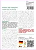 SAFLAX - Tomate - Pink Brandywine - 10 Samen - Mit Produktbild-Vorschau 3