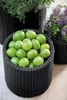 A black woven planter filled with green limes, with other planters and purple flowers in the background. Produktbild-Vorschau