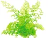 Feinblättriger Hornfarn - Ceratopteris thalictroides Produktbild-Vorschau 2