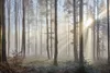 Muralo Fototapete Wald im Nebel 400 (B) x 280 (H) cm Vlies Produktbild-Vorschau 1