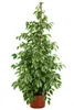 Ficus Benjamina Golden King 130-150 cm | Birkenfeige Produktbild-Vorschau 4