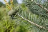 Pinus parviflora 'Glauca', Japanische Kiefer, blau-grün, Produktbild-Vorschau 7