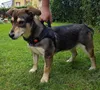 A dog wearing a harness stands on grass in a garden. Produktbild-Vorschau